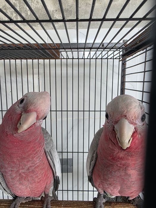 Catatua galah machos
