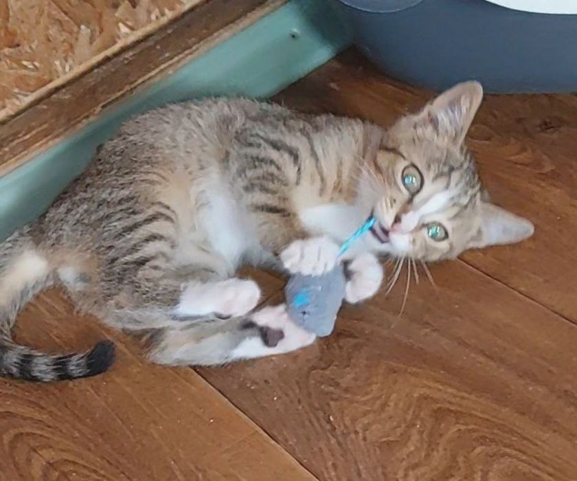 Отдам котёнка-мальчика