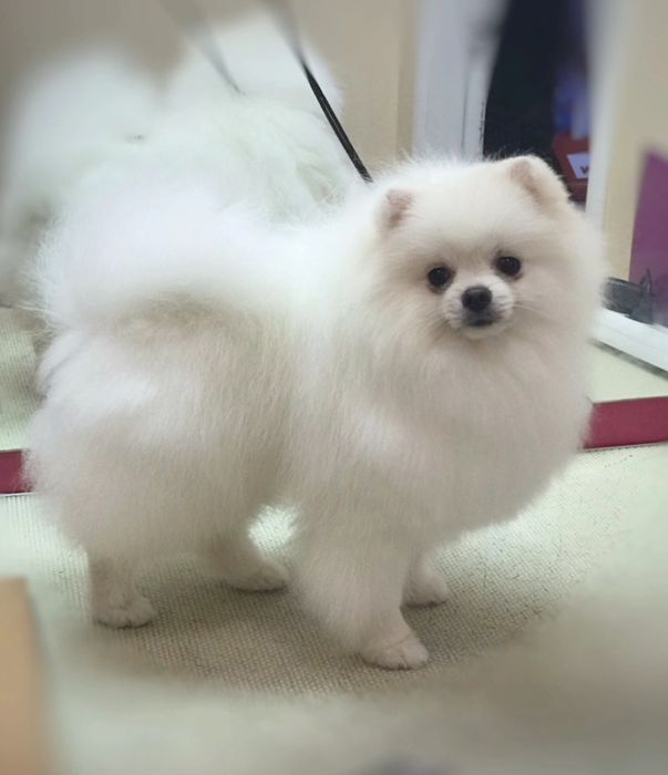 Пропонуємо вʼязку (случка шпица) кремовий померанський шпіц