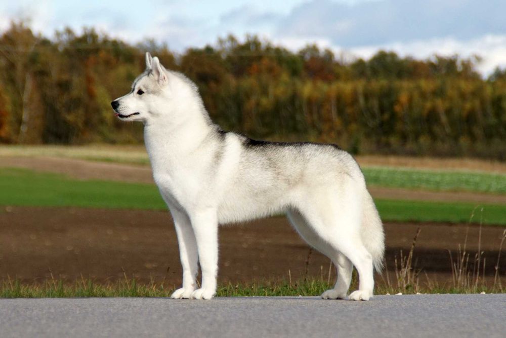 Szczenię husky ZKwP FCI haski
