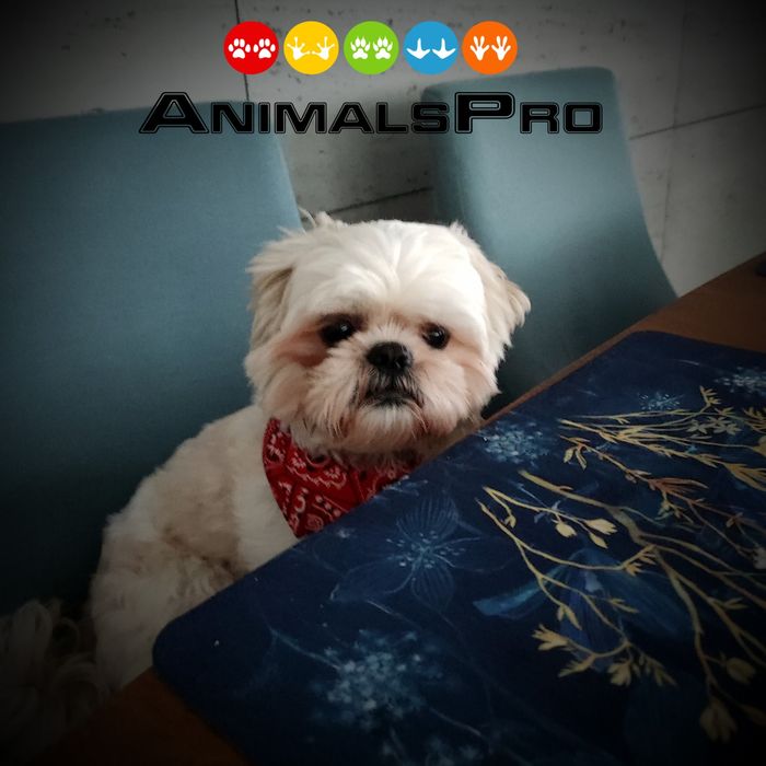 Hotel i opieka dla zwierząt, wyprowadzenie psów