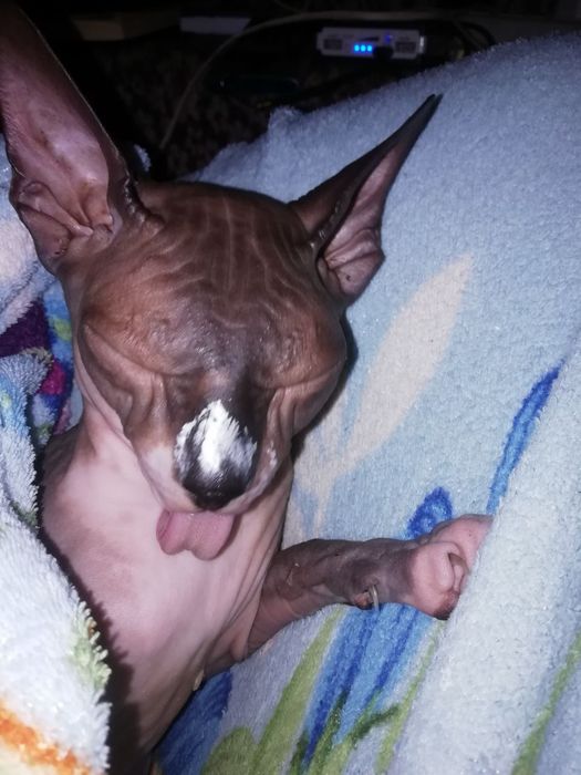 Сфинкс конадскиий. Девочка. Харьков