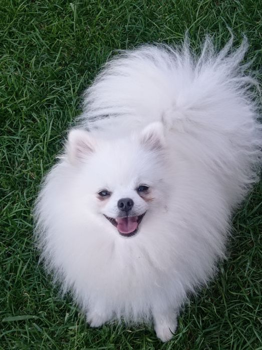 Пропонується В'язка  хлопчик з документами КСУ