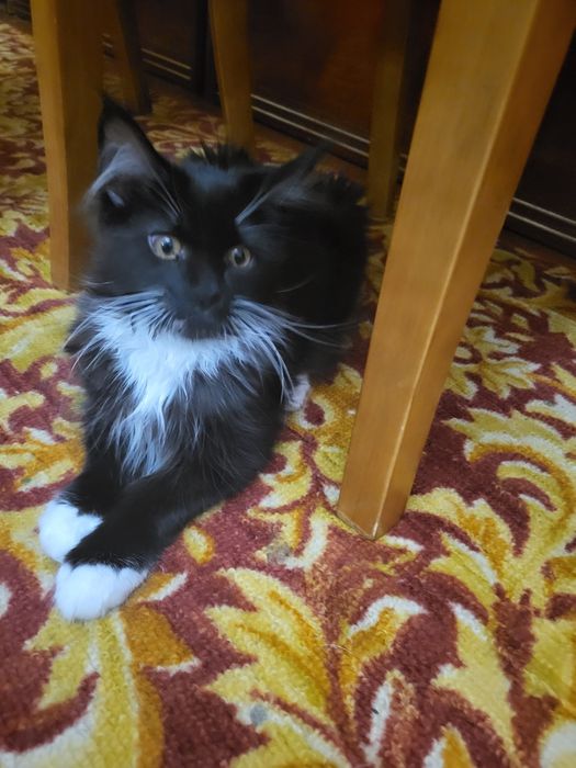 Котята Мейн-кун, питомник