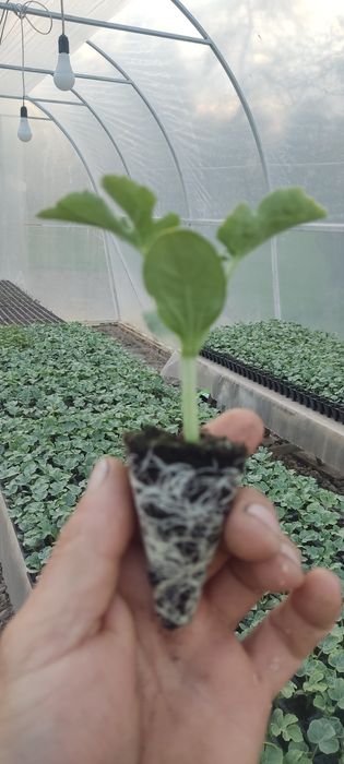 Продам росаду кавуна АУ Продюсер