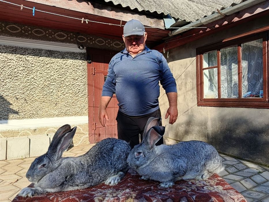 Кроли та кроленята