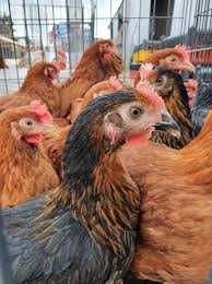 Kury nioski Rosa młode z własnej hodowli. Leghorn 18 tygodni. Dowóz