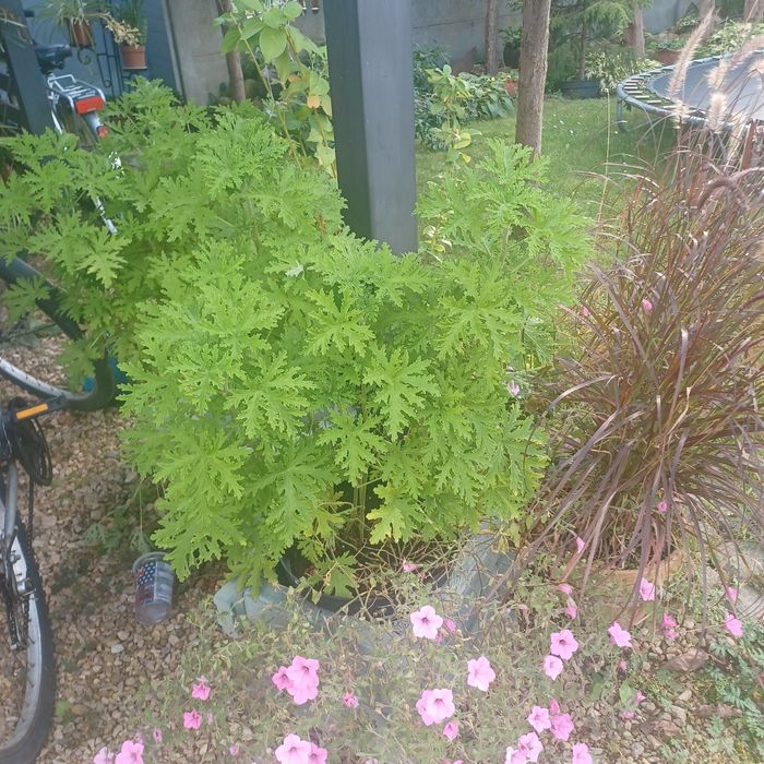 Geranium ( anginka )