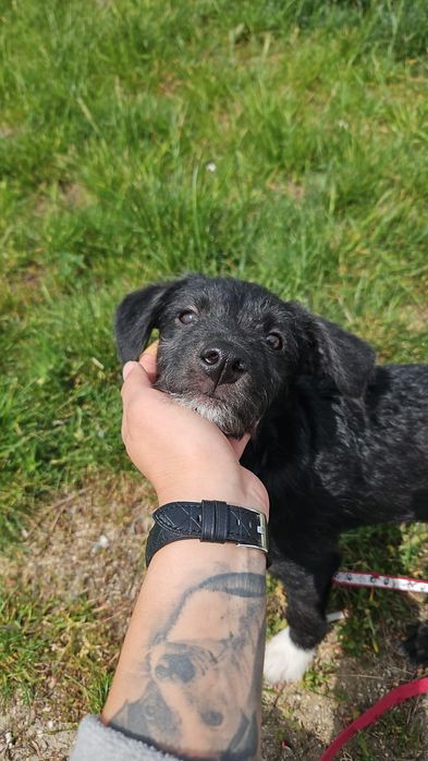 Caozinho de 3 meses para adoção