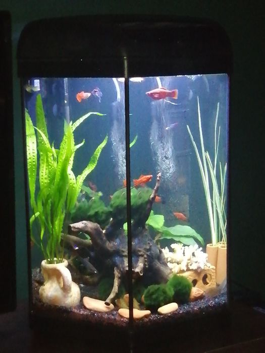 Akwarium Aquel 60L szesciokatne