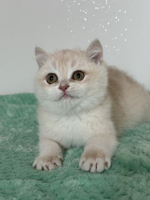 Chłopczyk brytyjski