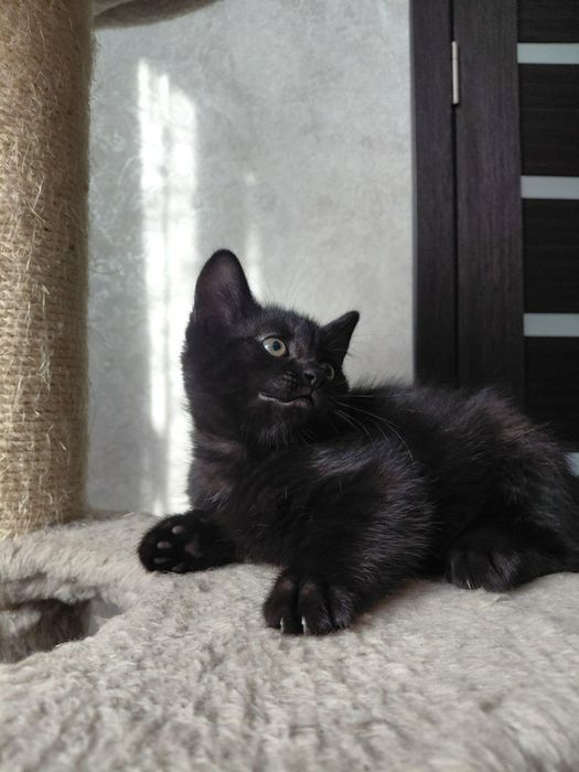 Отдам котят в хорошие руки