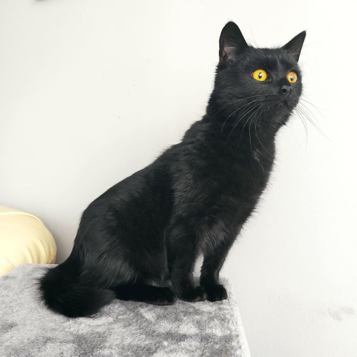 Złotooki CZARUŚ szuka domku