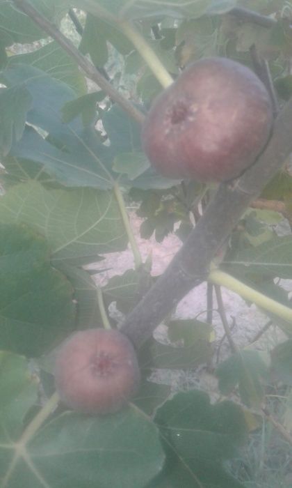 Продам саженцы инжира девять сортов