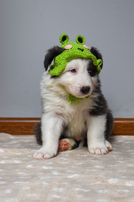 Szczenię border collie FCI