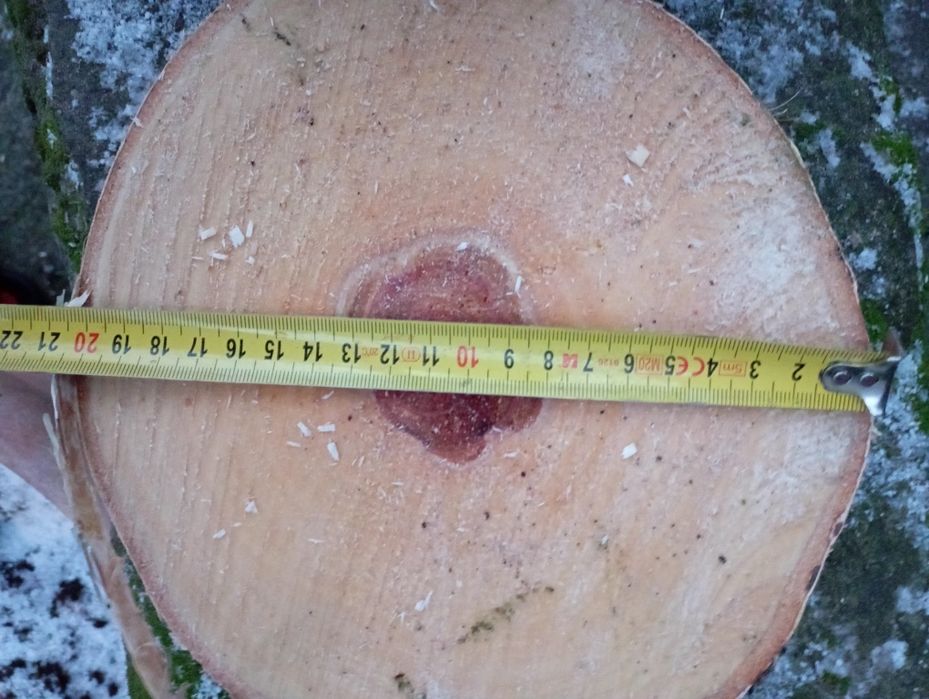 Plastry z brzozy, krążki drewna