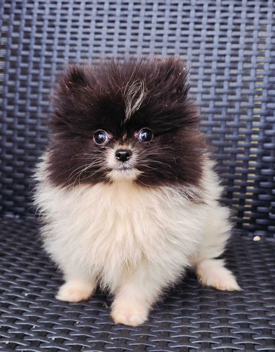 Lulu da Pomerânia Fêmea