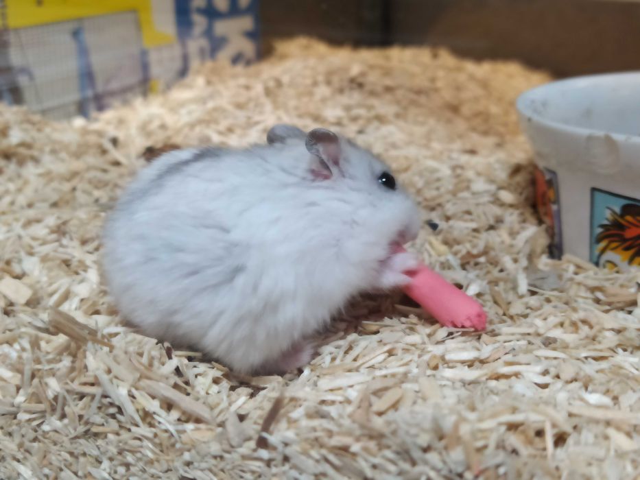 Młodziutki Chomik Dżungarski