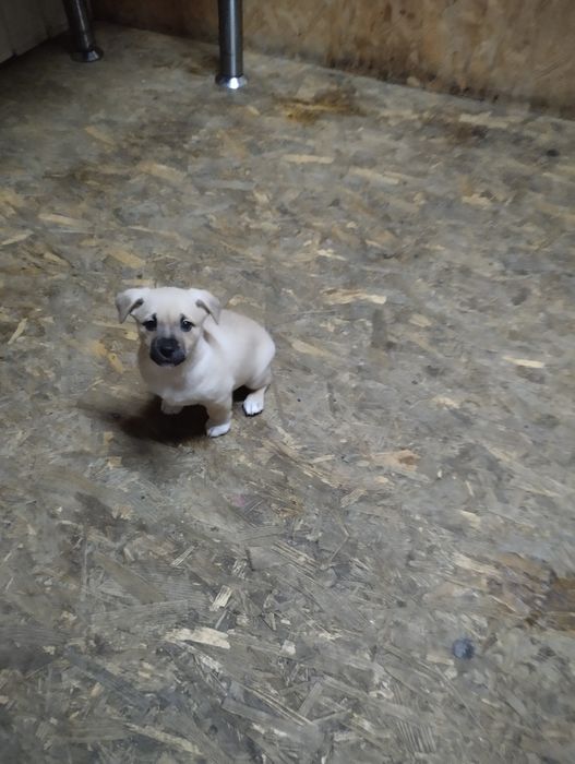 Срочно Дети ищут семью Киев