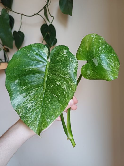 Monstera thai constellation / noid / mutation