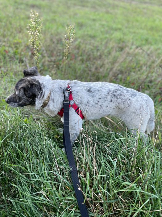 Suczka do adopcji