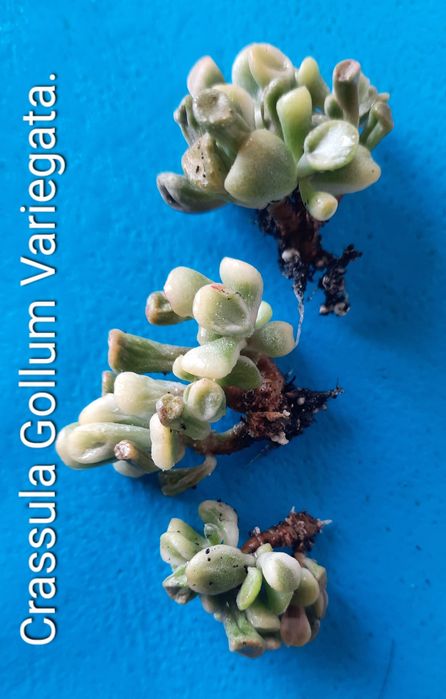 Редкие, коллекционные сорта крассул.