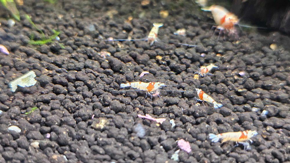 Krewetki Caridina, PRL, Crystal Red