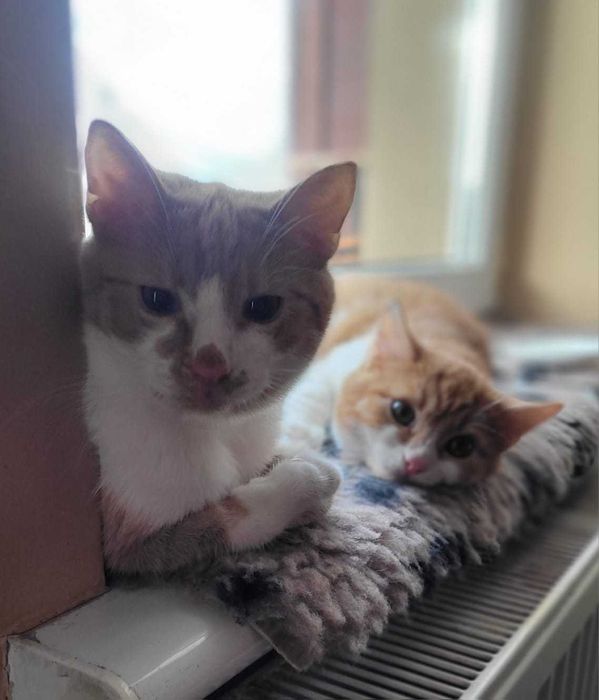 do ADOPCJI cudny rudy Placek wyjątkowy miziak i przytulak szuka domku