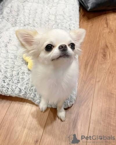 Малюки міні чіхуа