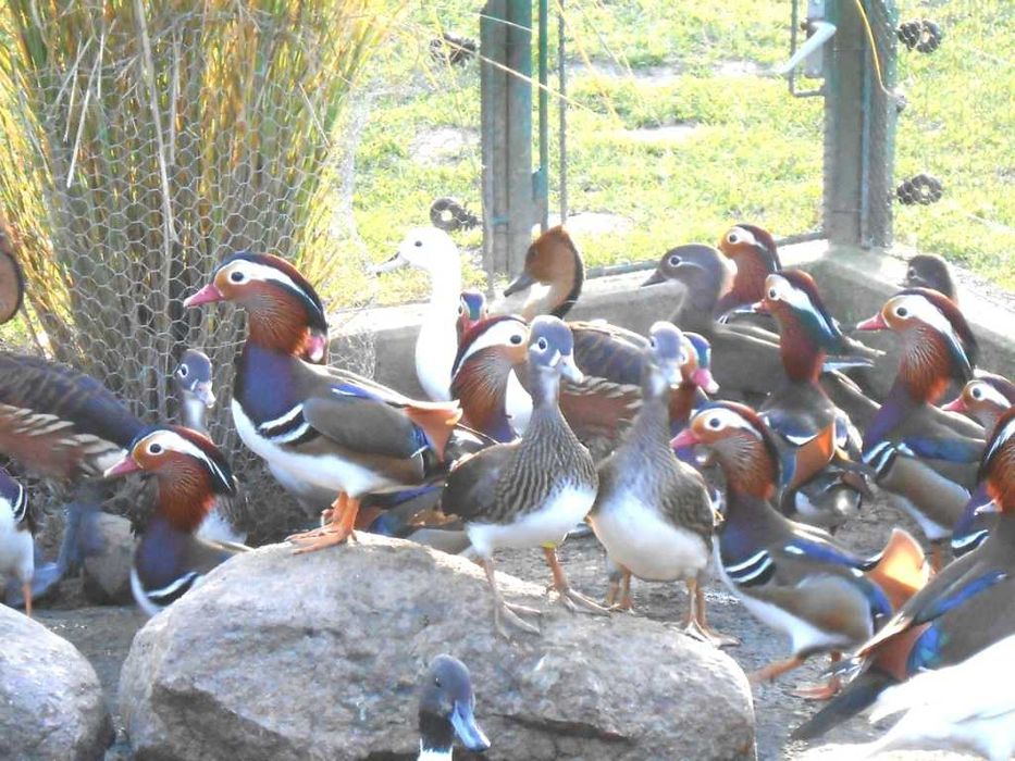 Kaczki ozdobne kaczki mandarynki