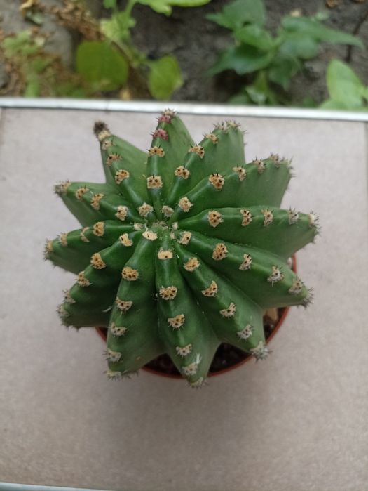 Кактусы красивые, шаровидные "Эхинопсис ".