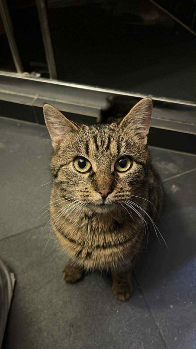 Dwa tulaśne kotki szukają domu