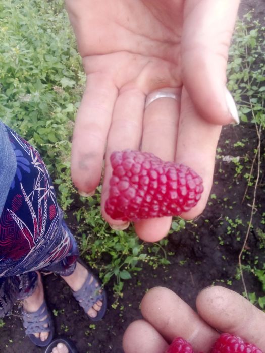 Продам саджанці малини полана