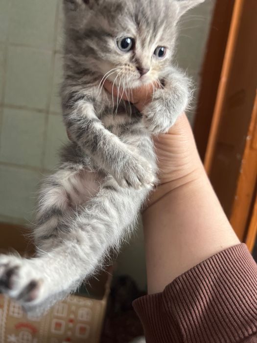 Продаю котеняток