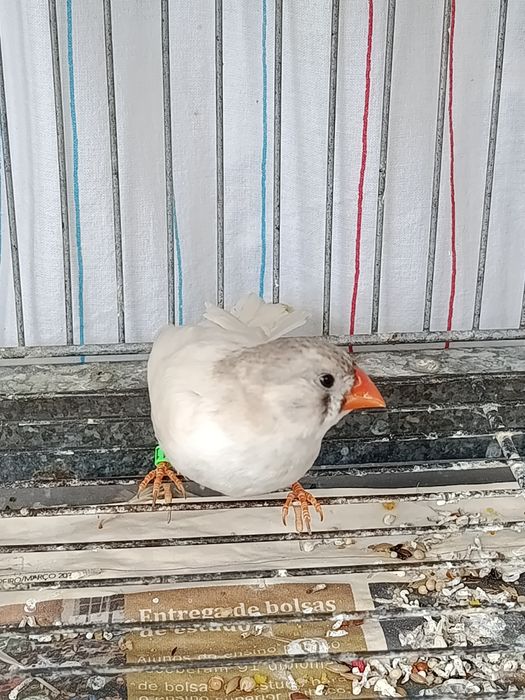 Mandarins ( casal )