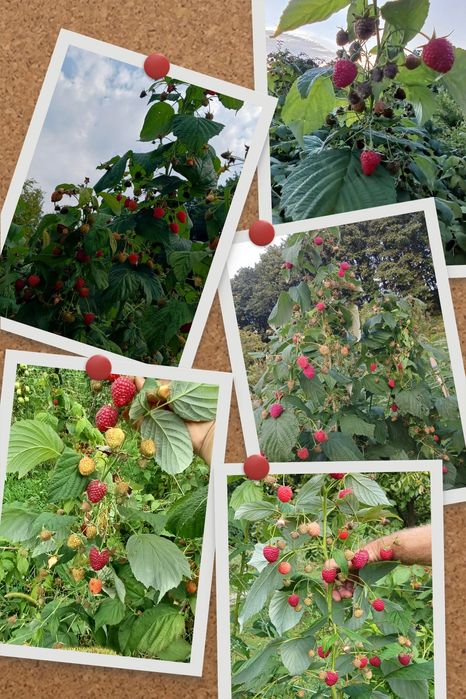 Сажанці малин "Соколиця", "Радзійова"