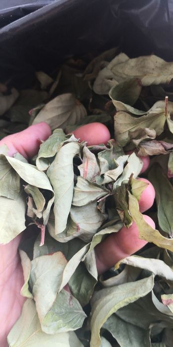 Folhas Hipericão / Erva de São João