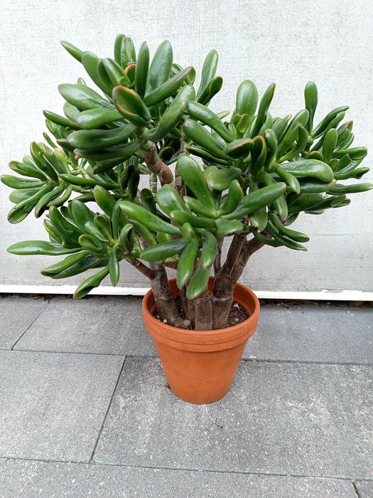 Wieloletnie Drzewko szczęścia grubosz crassula