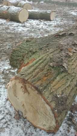 drewno dąb na sprzedaż