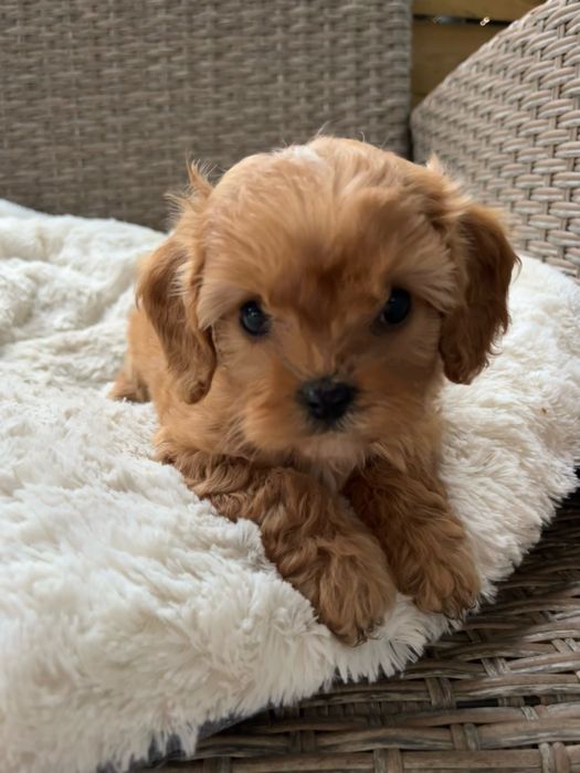 Zarezerwowane! Cavapoo - mama Cavalier King Charles Spaniel, tata Pudel Toy