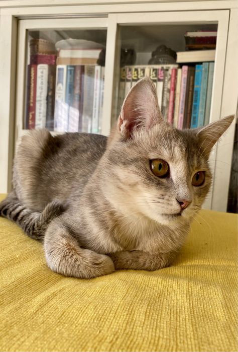 Весела красуня у пошуку надійноі родини!