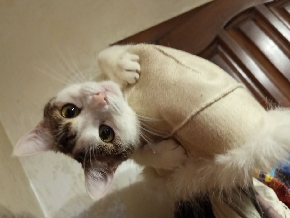 Активна молода кішечка у пошуках дому