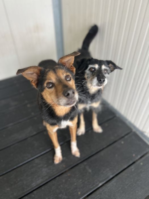 Cães de porte pequeno para adoção