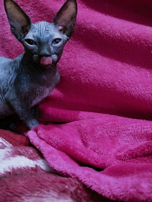 Кошечка,канадский сфинкс