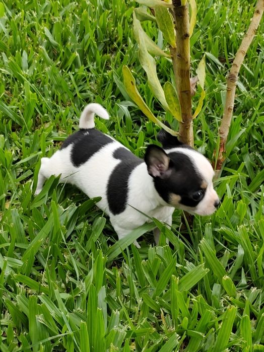 Macho chihuahua disponível