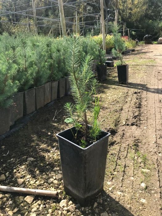 Pinheiro Manso Ornamental