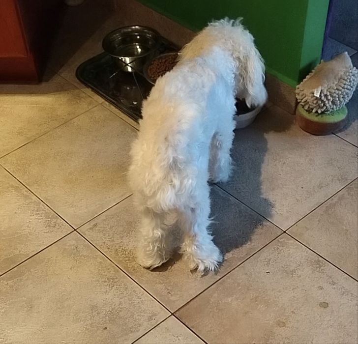 Bardzo Piękny  Maltipoo