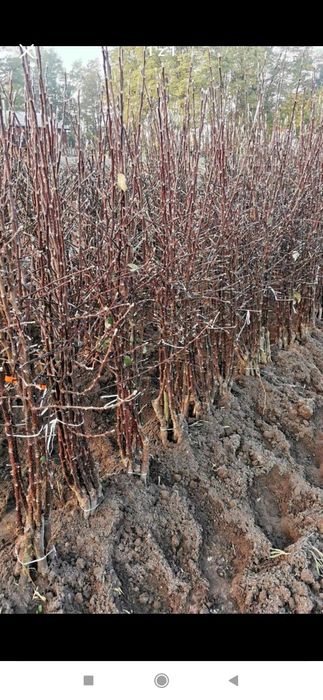 Drzewka i krzewy owocowe