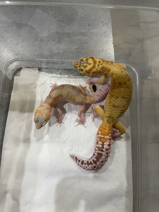 Gekon lamparci samica ok 30g