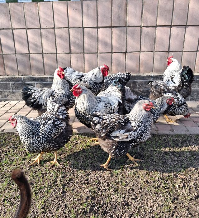 Продам яйця курей віандот
